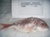 /album/dorade/dorade-1-2-jpg/